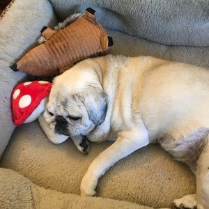 Meet your Posher, Hazel